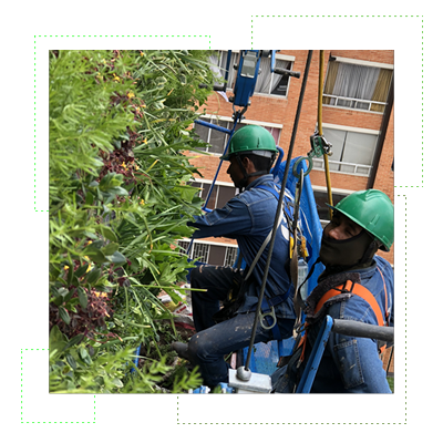 muros verdes con colaboradores