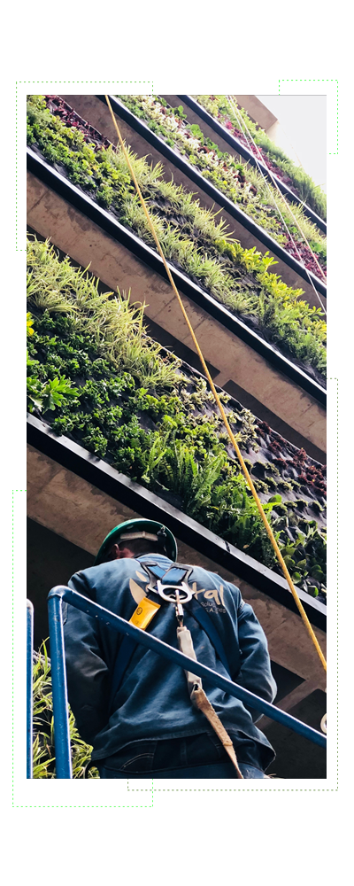 muro verde