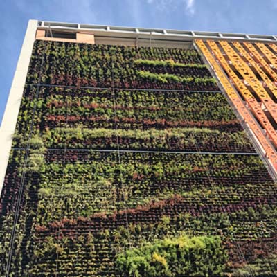 muro verde naranja