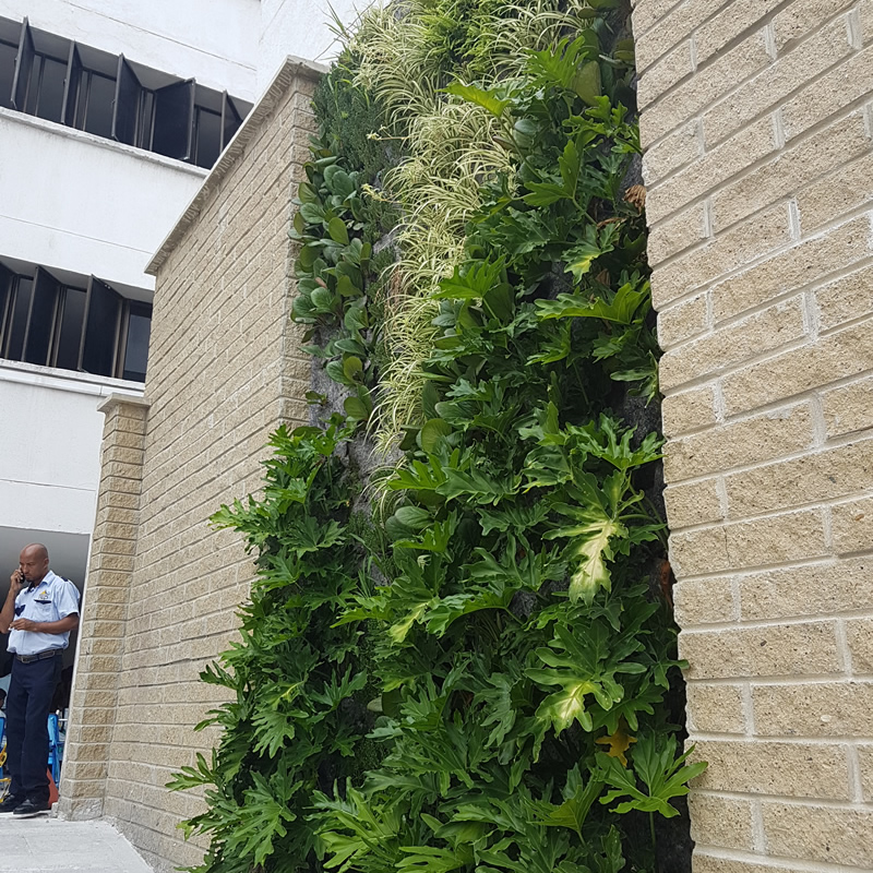 muro verde incca