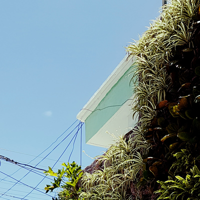 muro verde incca